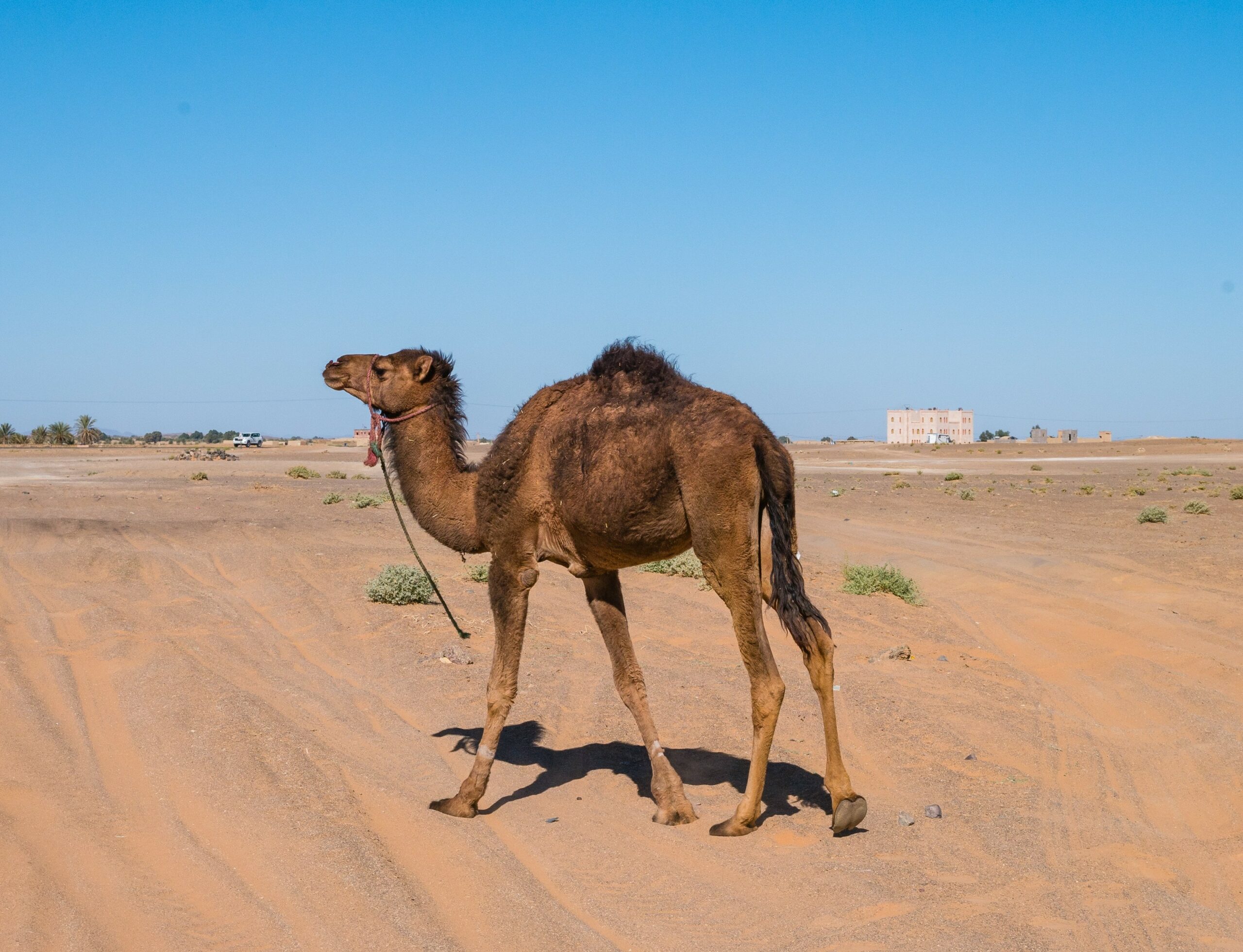 https://ru.freepik.com/free-photo/dromedary-arabian-camel-roaming-sahara-desert-morocco_12751286.htm